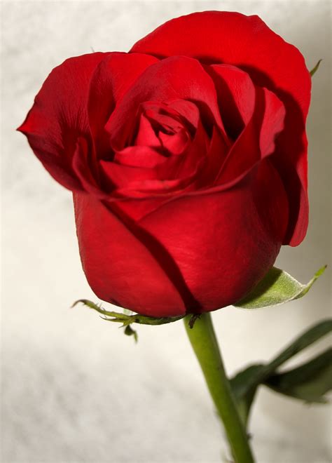 red roses images